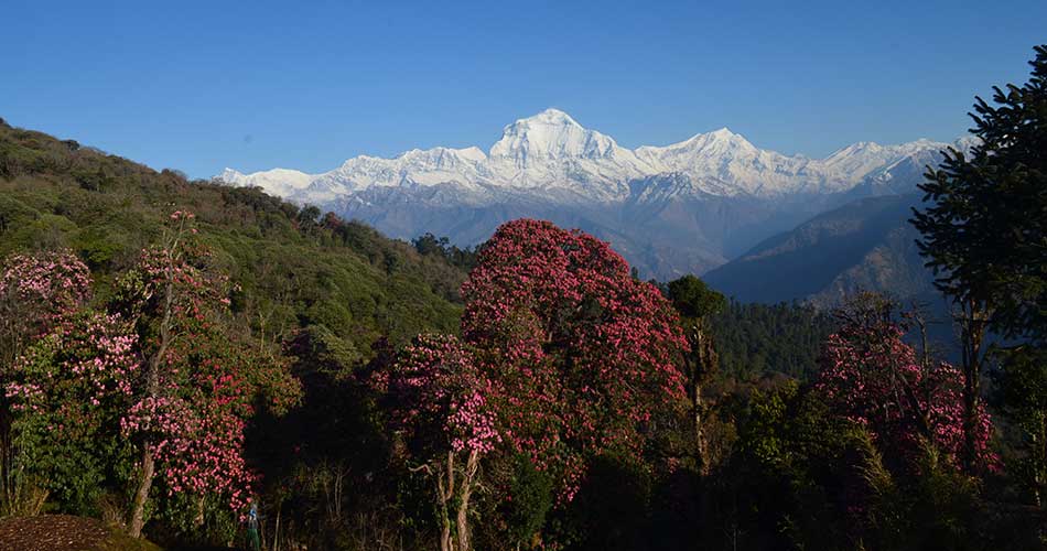 Poon-Hill-View